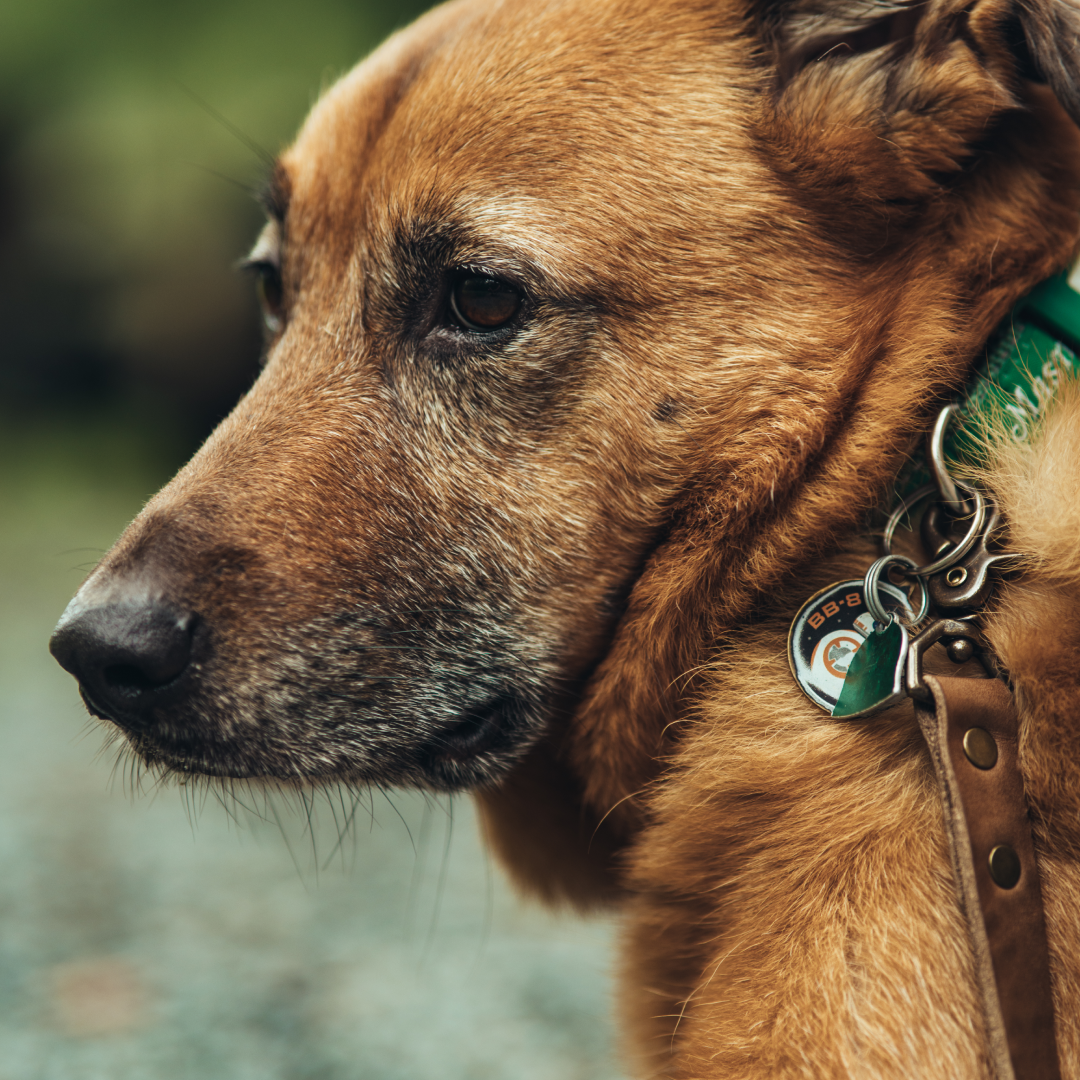 Dog Leash
